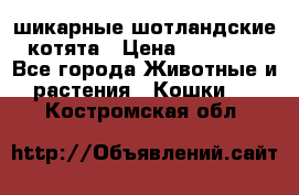 шикарные шотландские котята › Цена ­ 15 000 - Все города Животные и растения » Кошки   . Костромская обл.